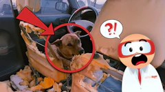 Mischievous dog surrounded by destroyed car seat interior