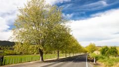 Scenic country road lined with green trees beside verdant farmland and distant hills