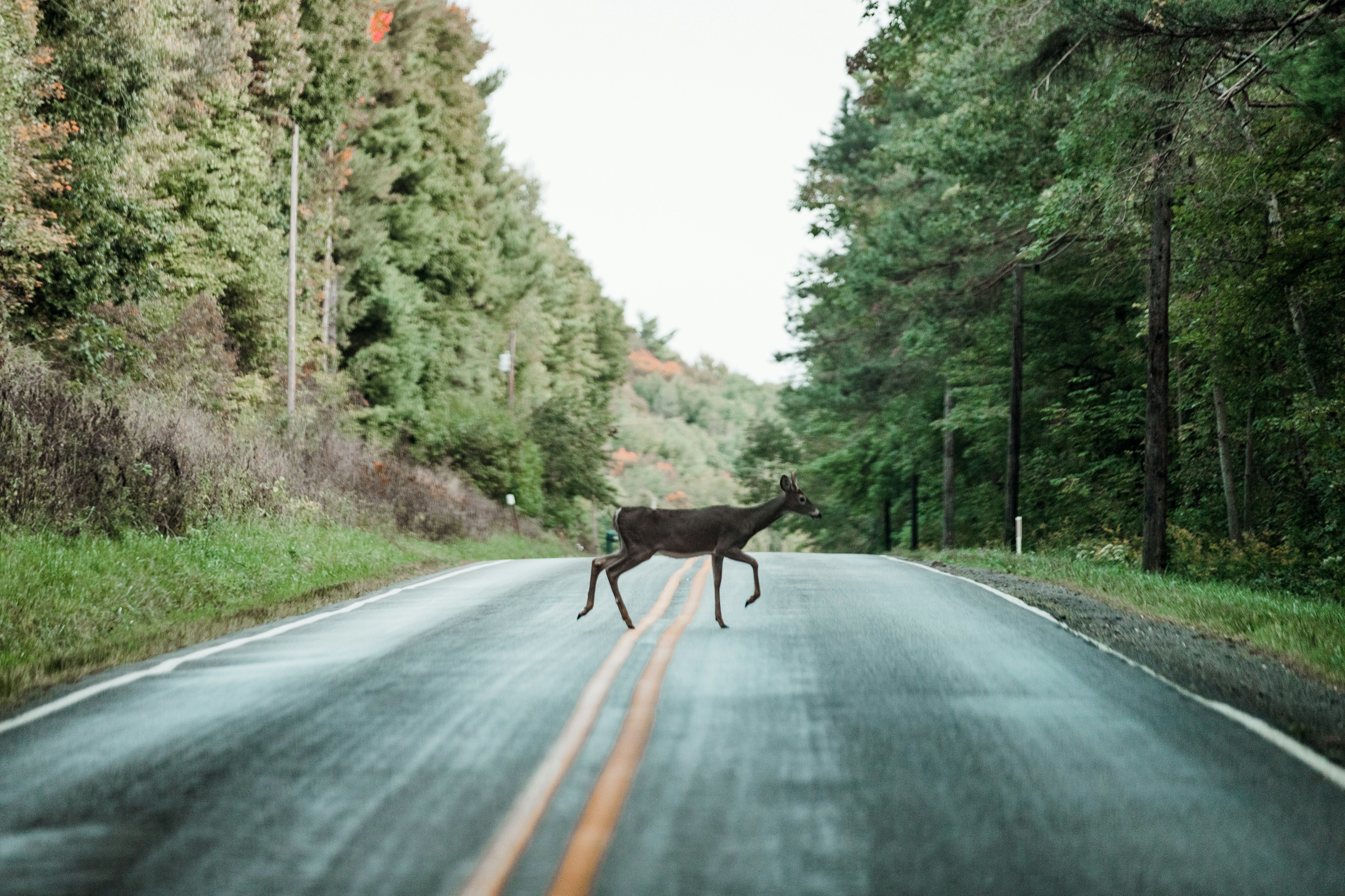Deer crossing misty forest road with green trees on both sides