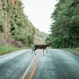 Deer crossing misty forest road with green trees on both sides