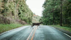 Deer crossing misty forest road with green trees on both sides