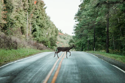 Deer crossing misty forest road with green trees on both sides