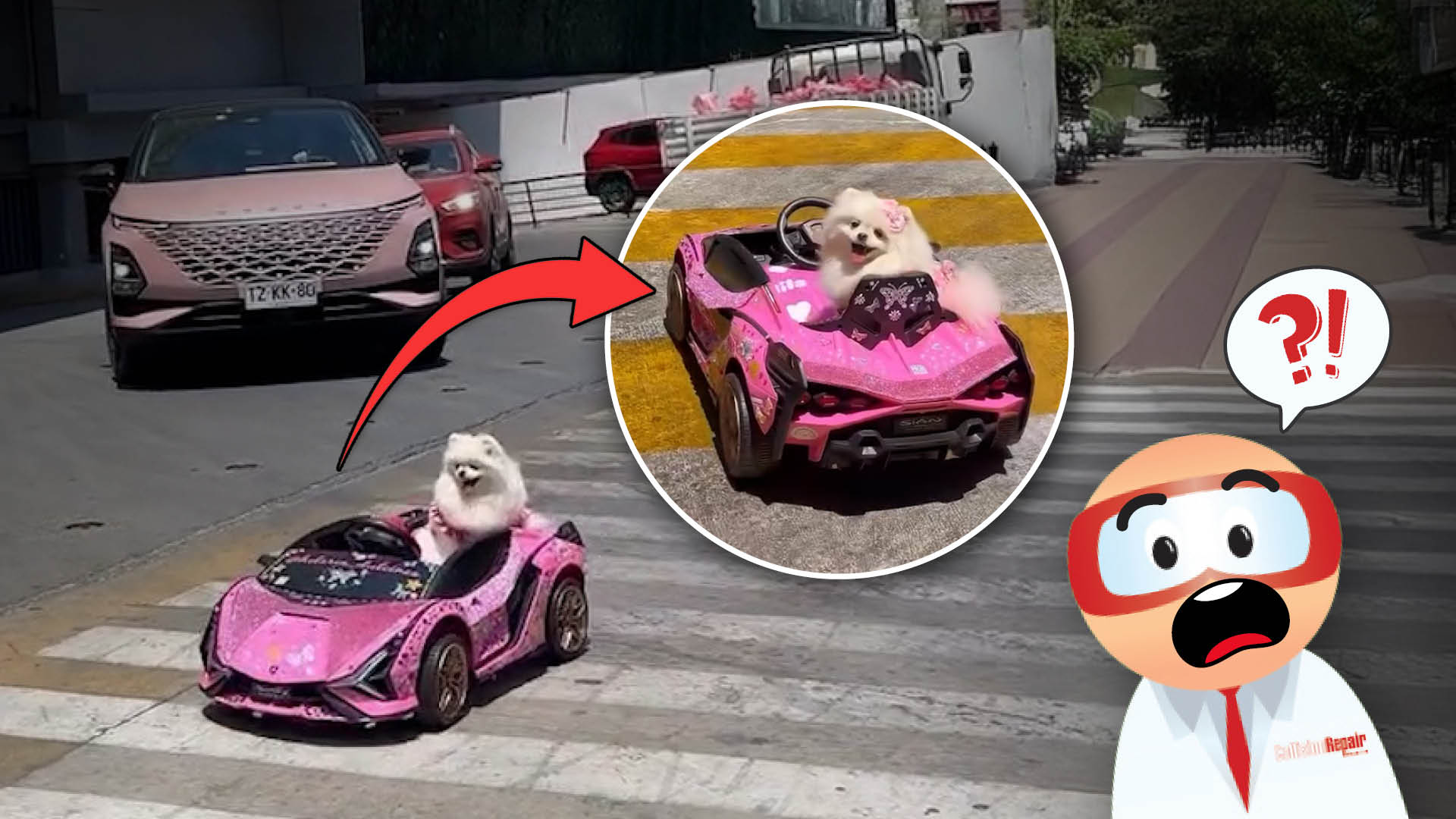 Fluffy white dog riding in a pink toy car on a city street crosswalk
