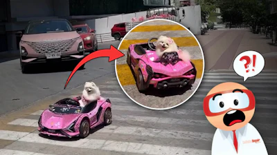 Fluffy white dog riding in a pink toy car on a city street crosswalk