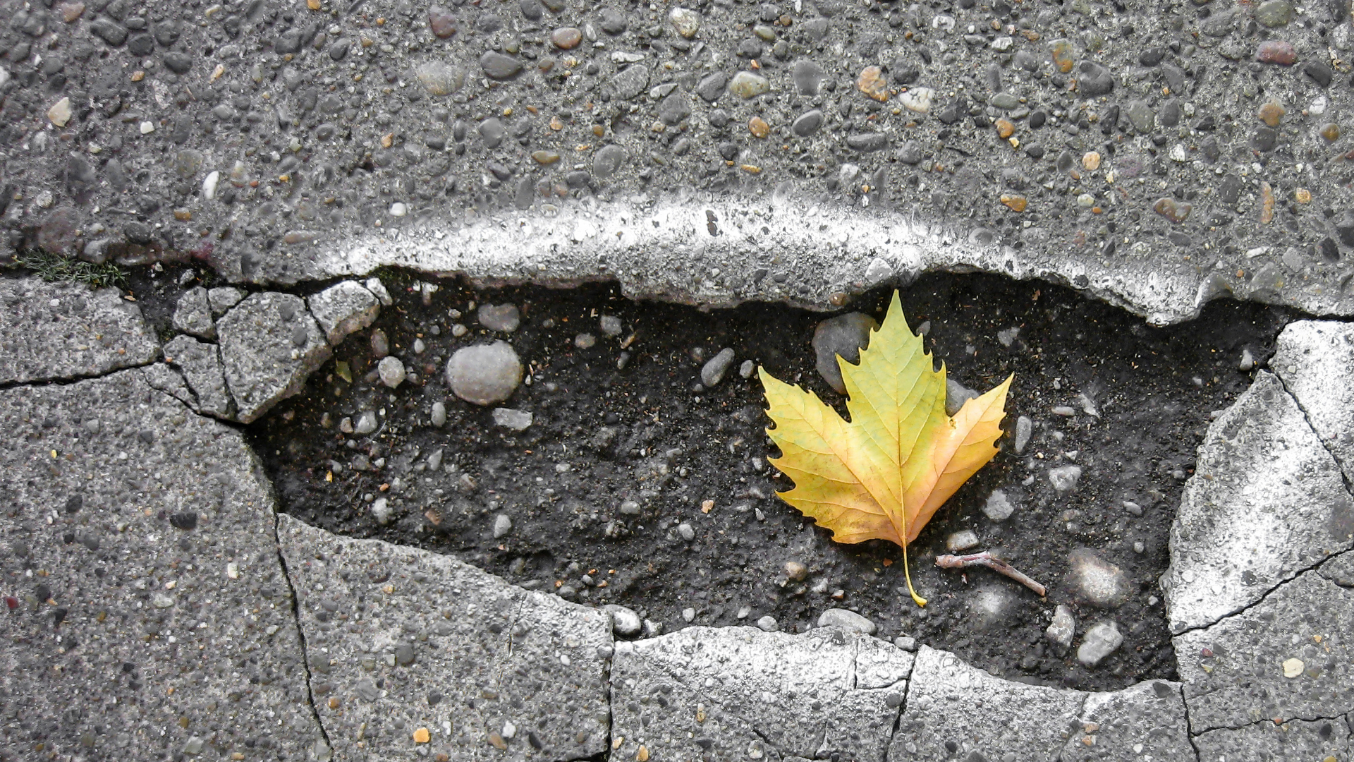 Yellow maple leaf nestled in concrete pavement crack with small pebbles