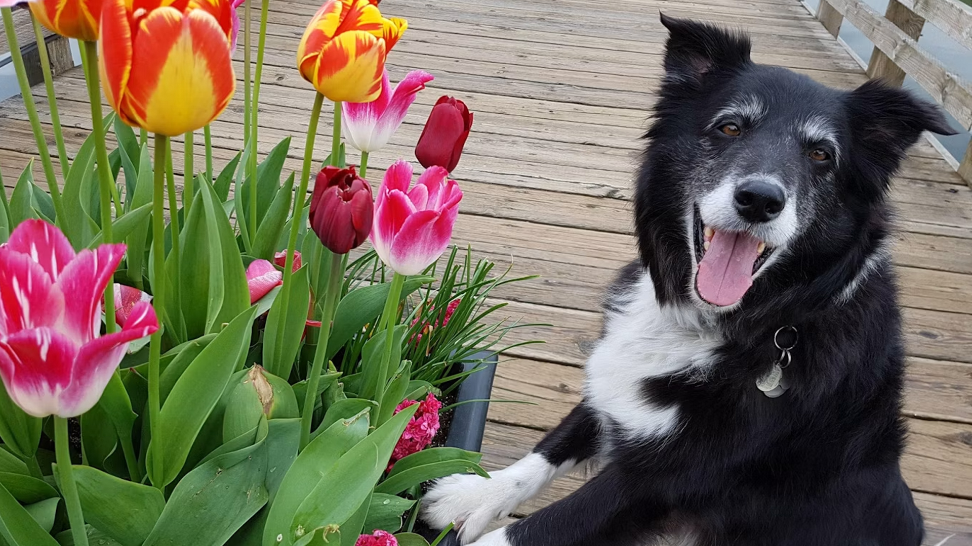 Pg54 Remley Doggie