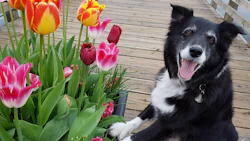 Pg54 Remley Doggie