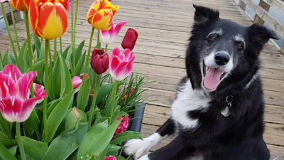 Pg54 Remley Doggie
